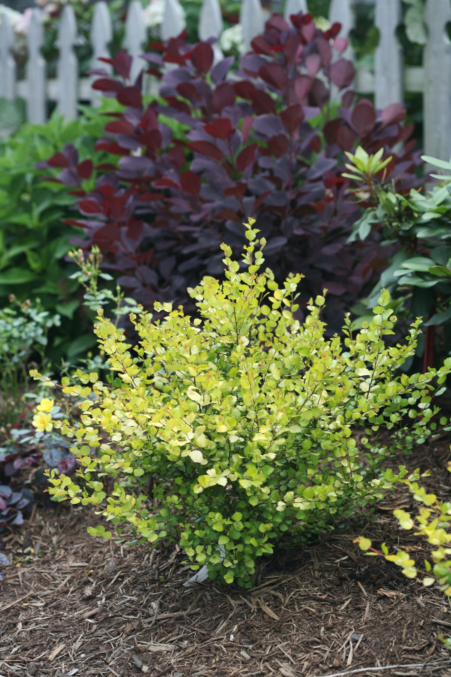 Birch, Dwarf 'Cesky Gold' PW