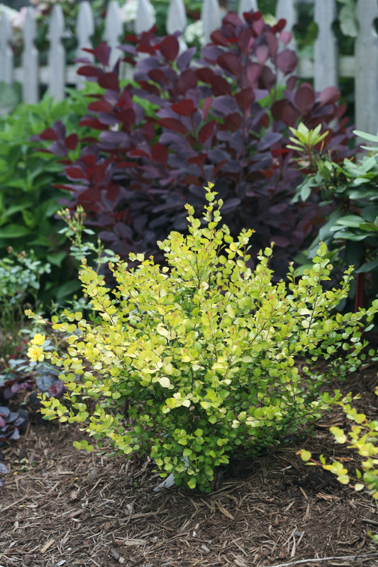 Birch, Dwarf 'Cesky Gold' PW