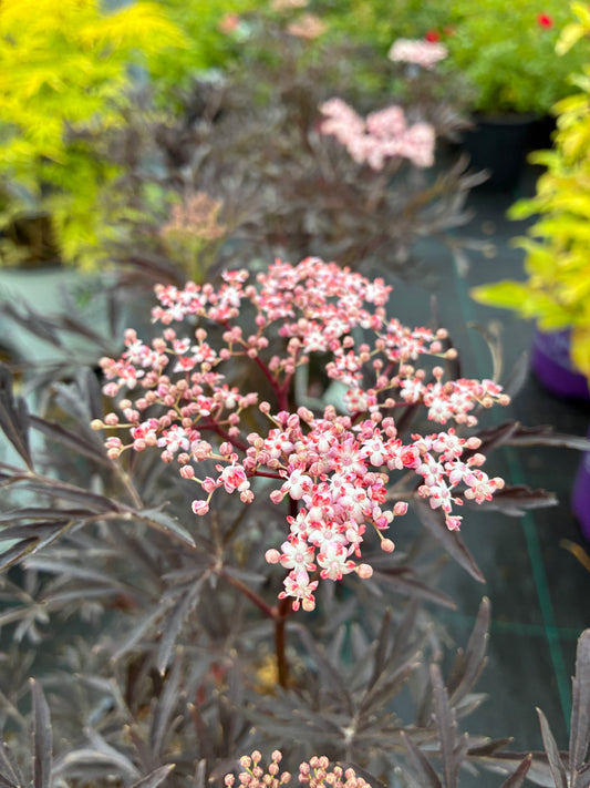 Black Lace elderberry shrub featuring deeply cut dark foliage and pink summer blooms.
