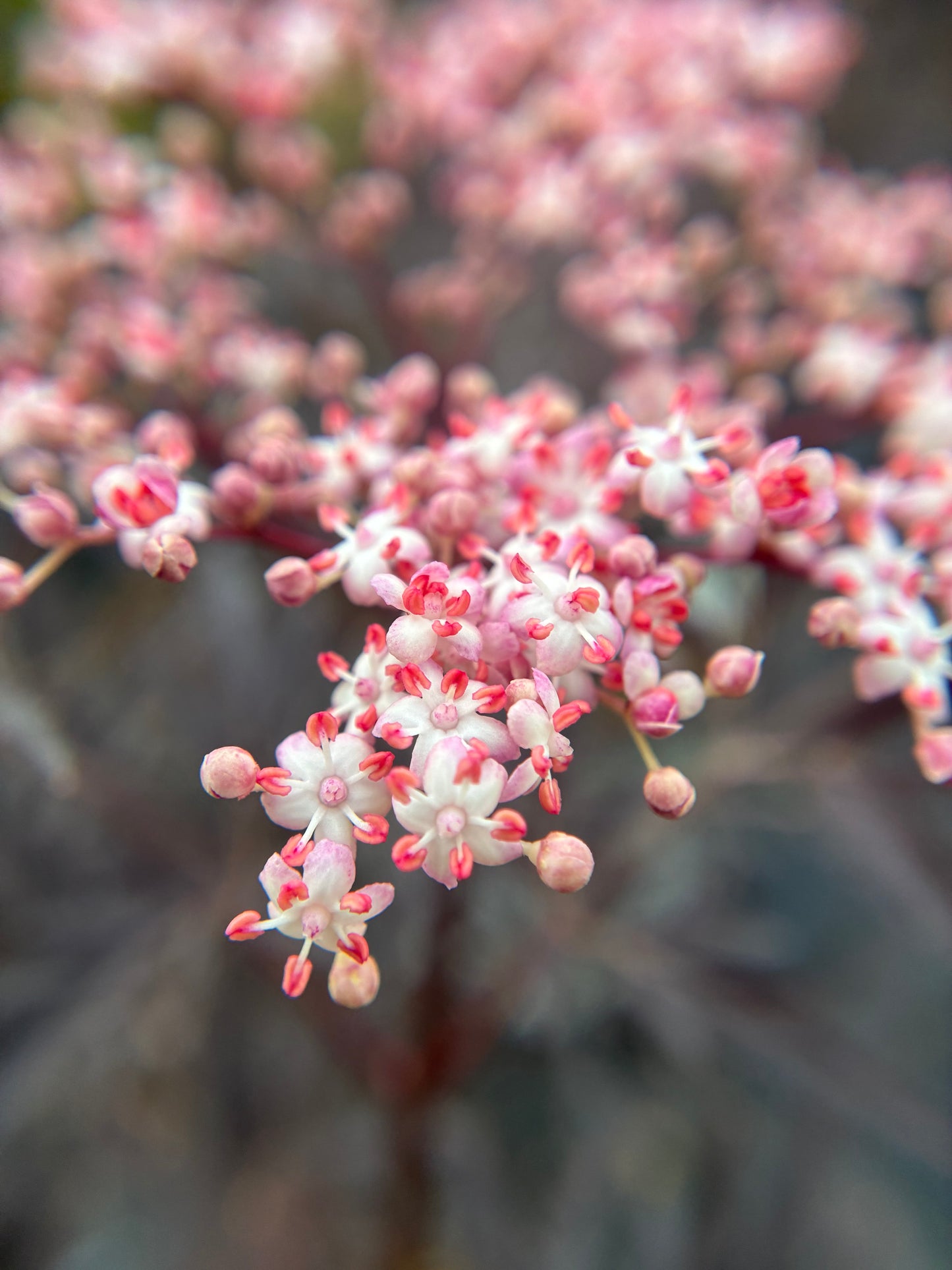 Close-up of small pink flowers on black lace elderberry