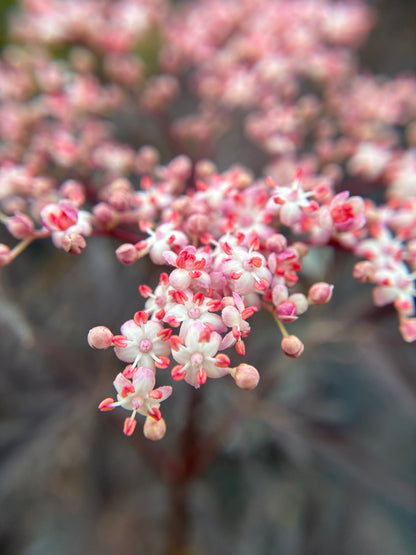 Close-up of small pink flowers on black lace elderberry
