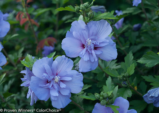 Rose of Sharon Tree Form 'Blue Chiffon' PW