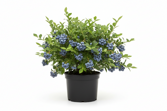 Blueberry 'Blueray'