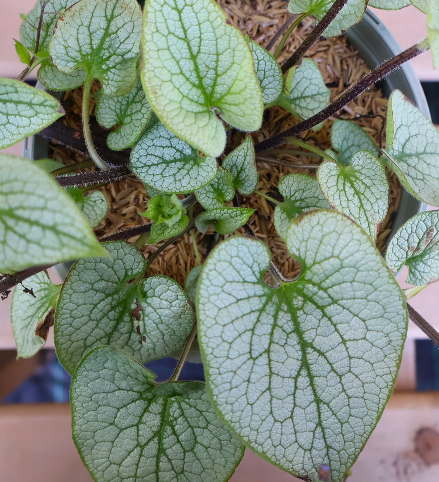 Brunnera 'Sterling Silver'