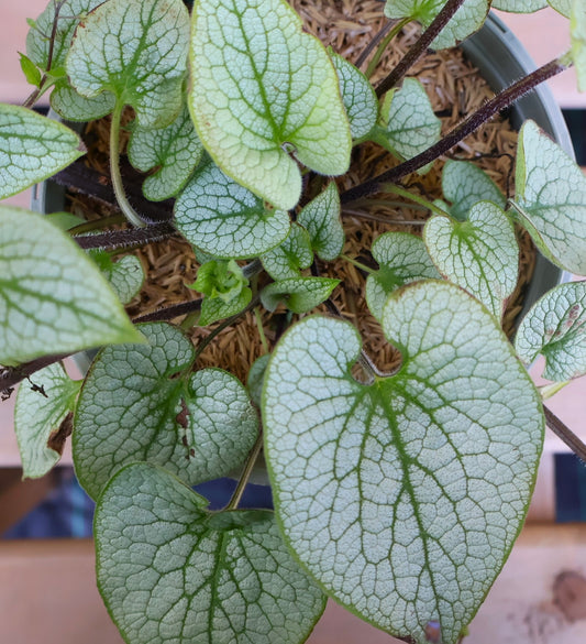 Brunnera 'Sterling Silver'