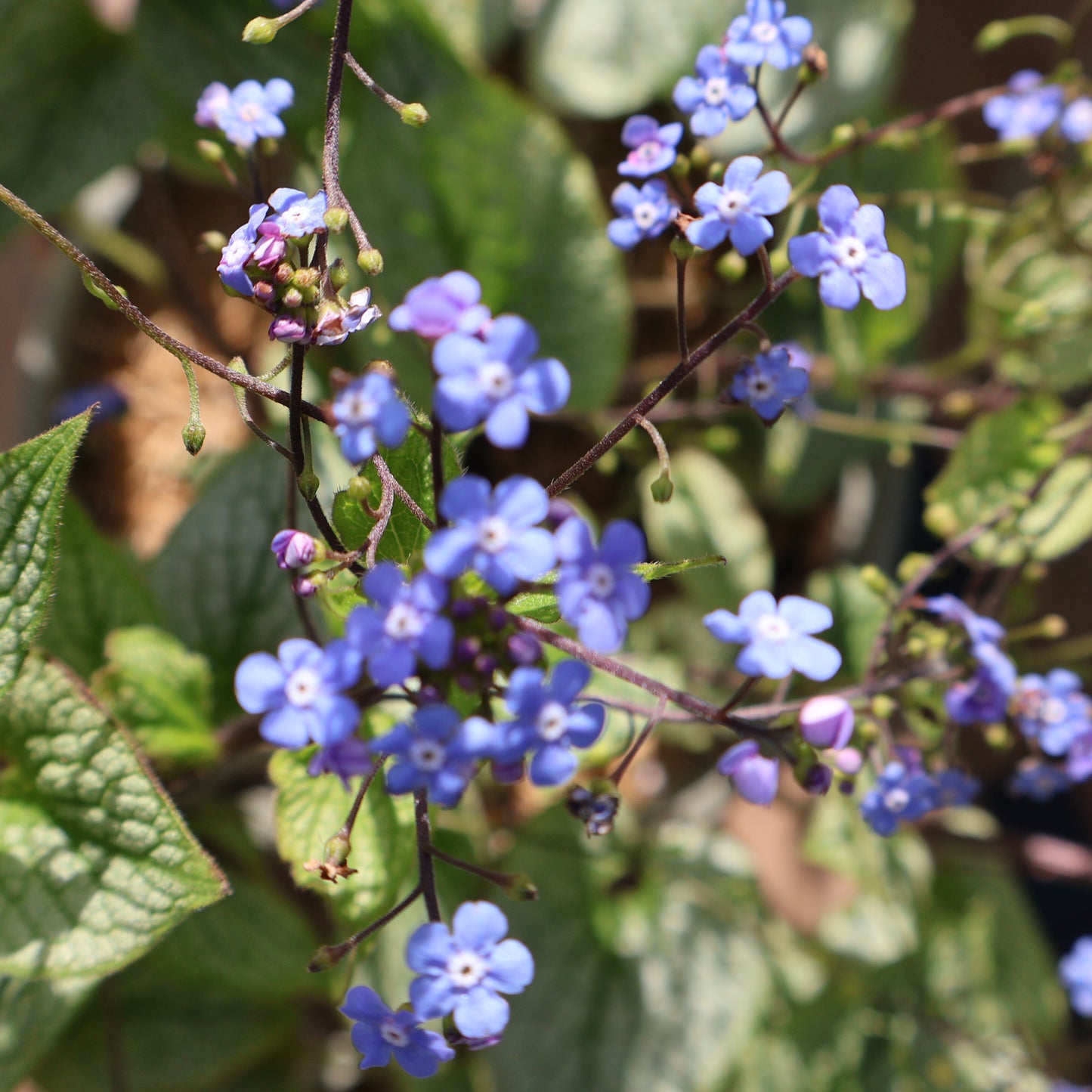 Brunnera 'Sterling Silver'