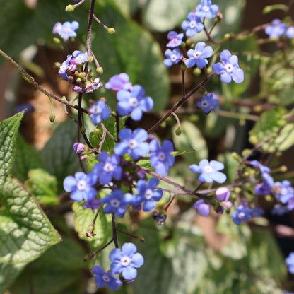 Brunnera 'Sterling Silver'