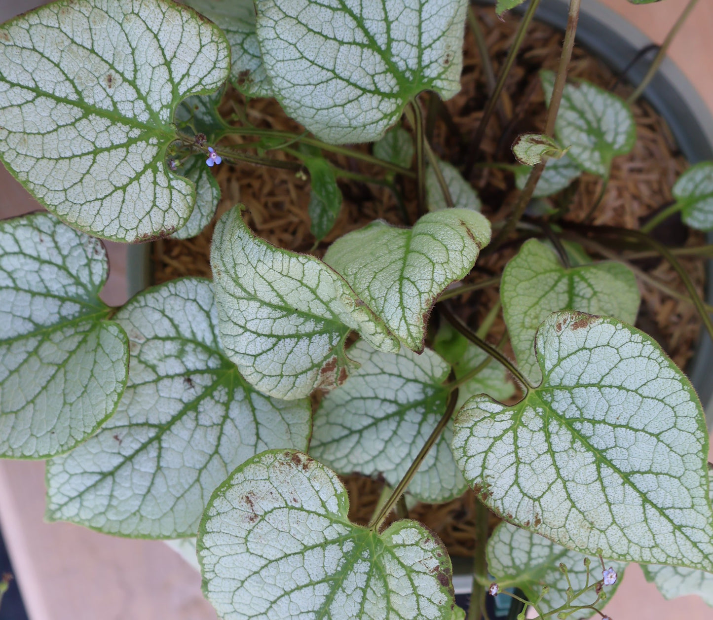 Brunnera 'Jack Frost'