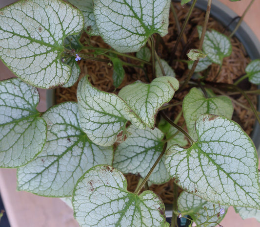 Brunnera 'Jack Frost'