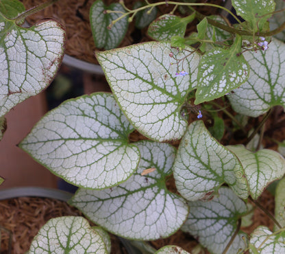 Brunnera 'Jack Frost'
