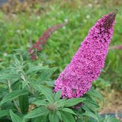 Butterfly Bush 'Pugster Pinker' PW