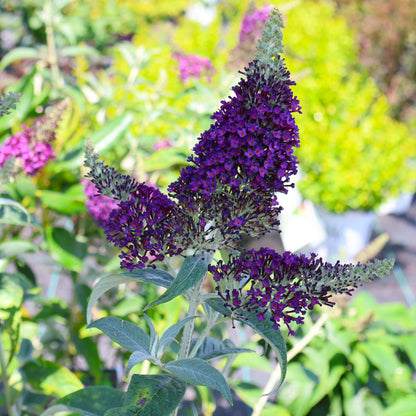 Butterfly Bush 'Dark Dynasty'