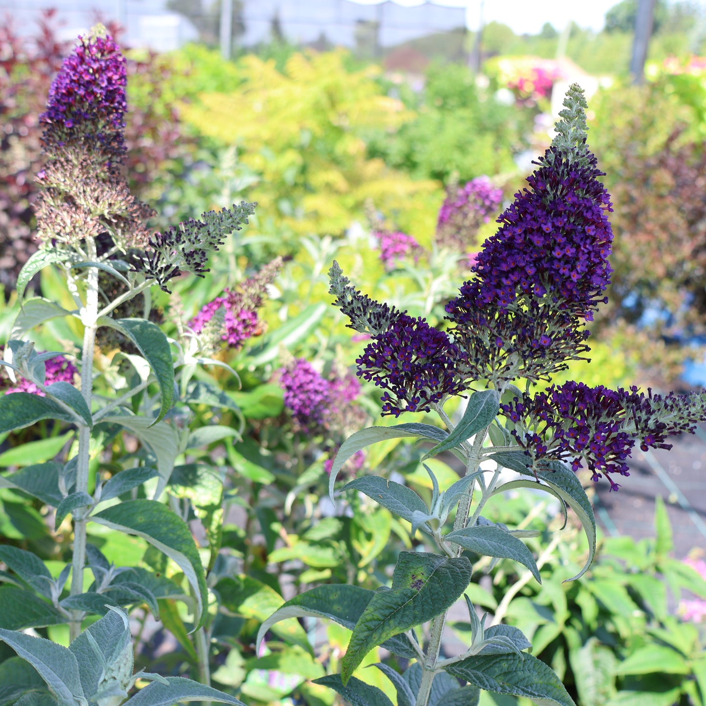 Butterfly Bush 'Dark Dynasty'