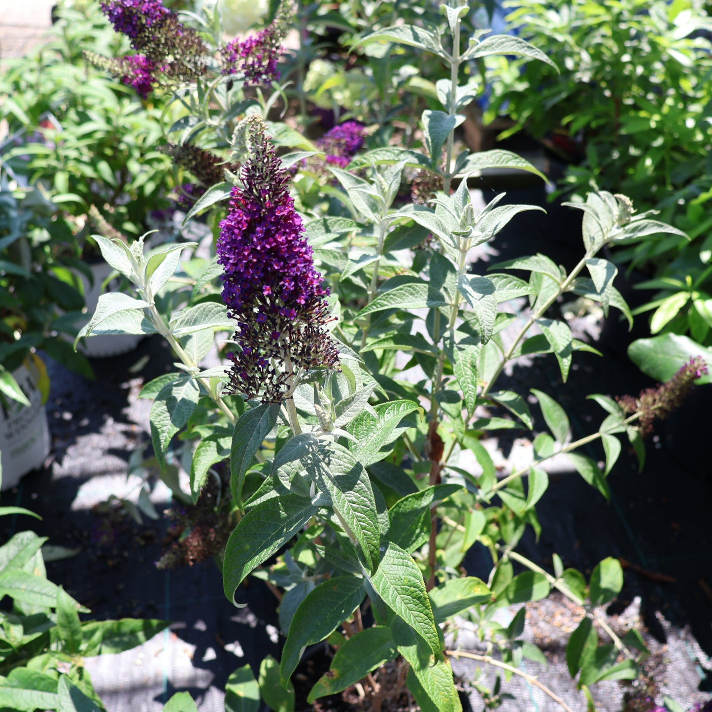 Butterfly Bush 'Dark Dynasty'