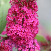 Butterfly Bush 'Miss Molly' PW