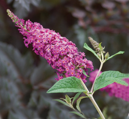 Butterfly Bush 'Miss Ruby' PW