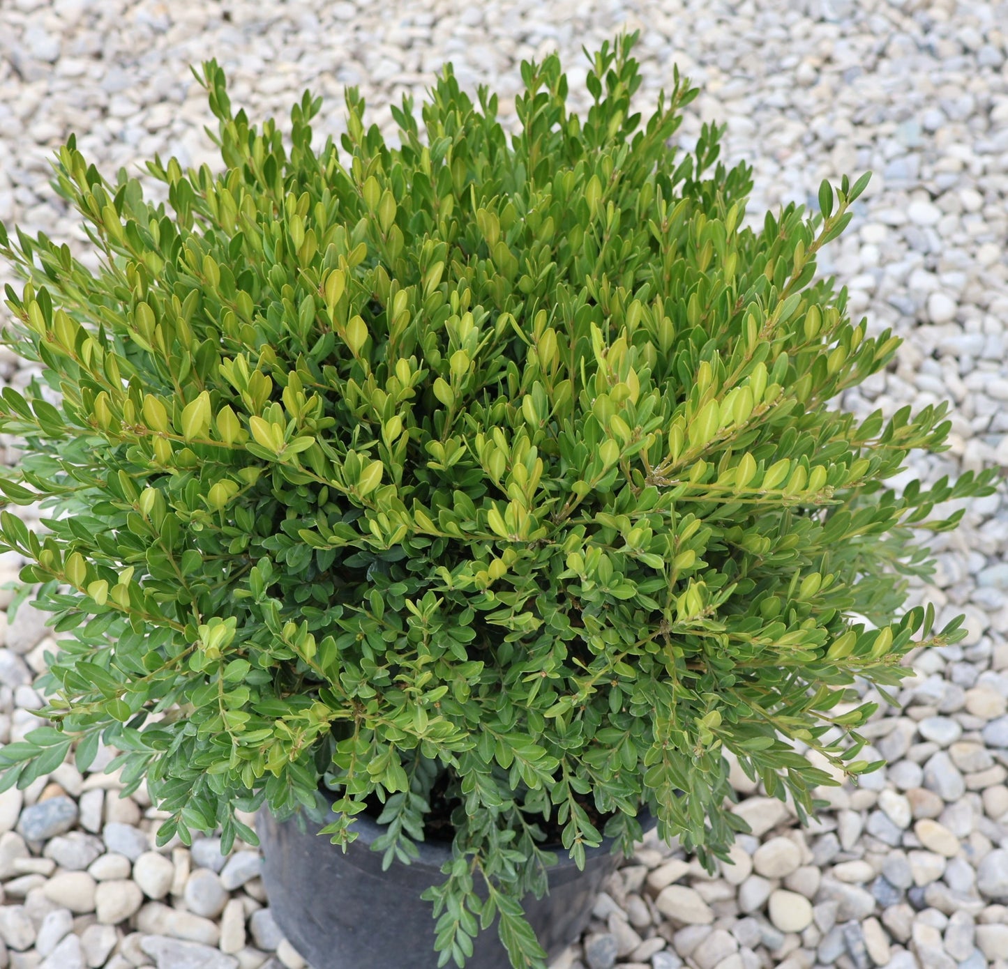 Boxwood 'Green Gem'