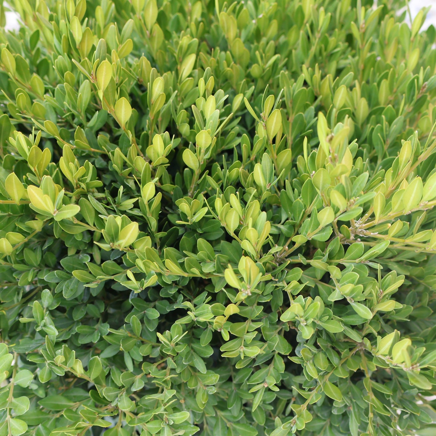 Boxwood 'Green Gem'