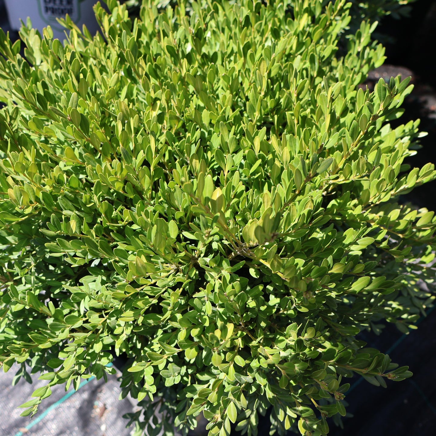 Boxwood 'Green Gem'