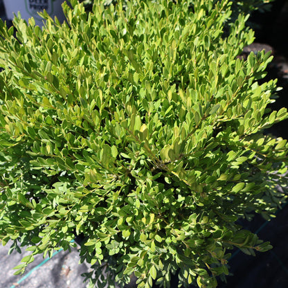 Boxwood 'Green Gem'