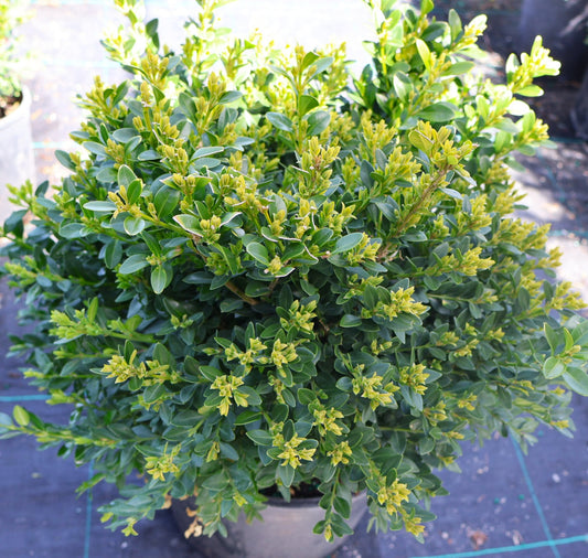 Boxwood 'Green Velvet'