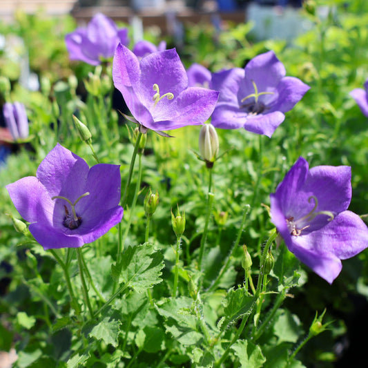 Bellflower, Carpathian 'Rapido Blue'