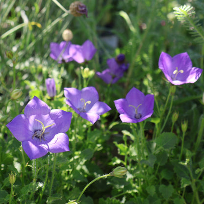 Bellflower, Carpathian 'Rapido Blue'