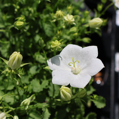 Bellflower, Carpathian 'Rapido White'