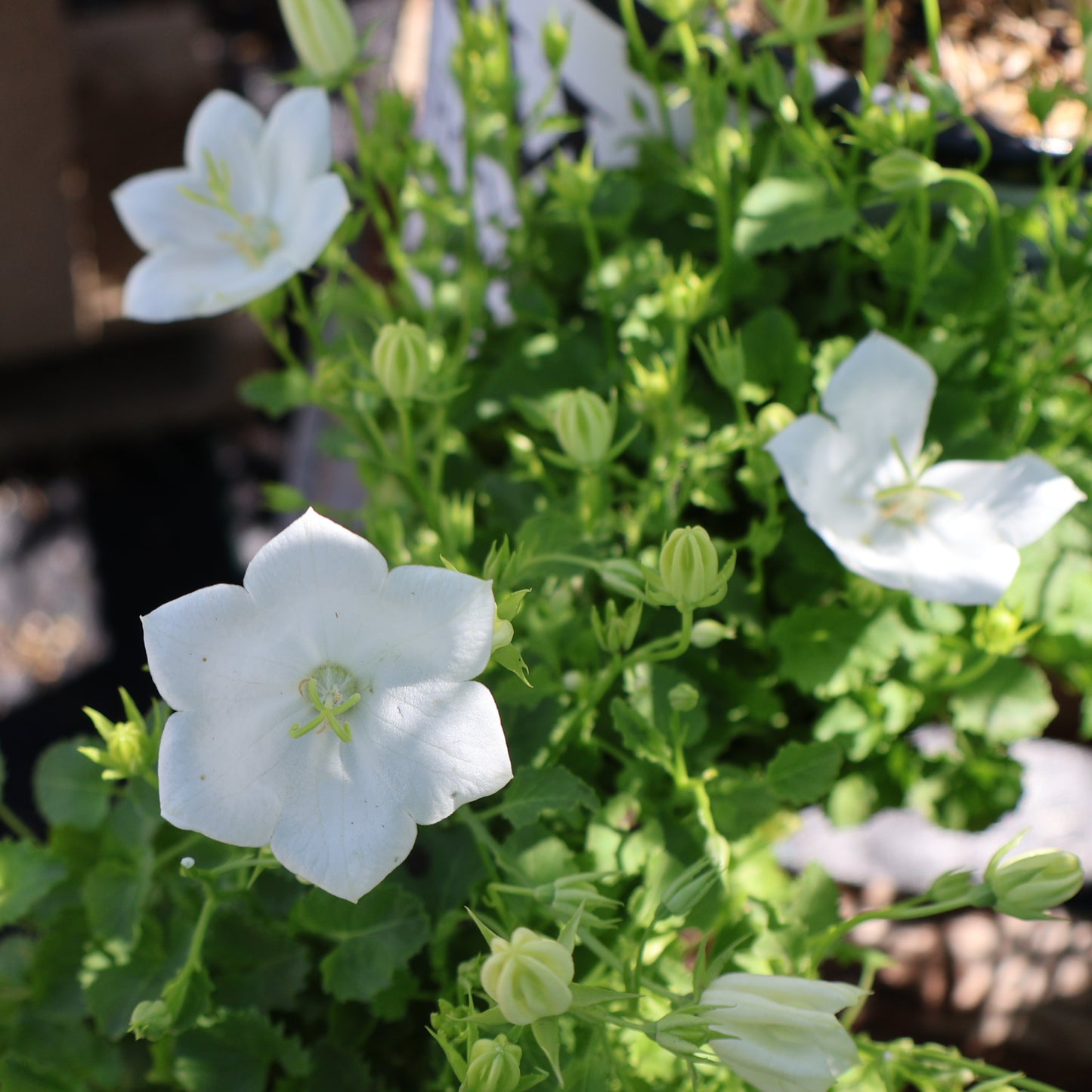 Bellflower, Carpathian 'Rapido White'