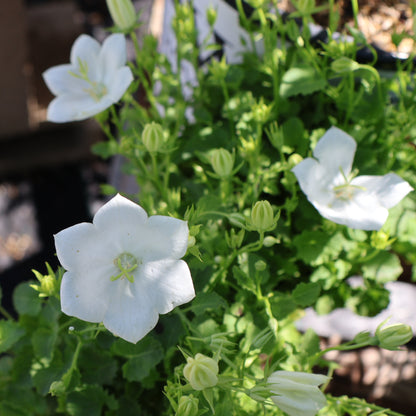 Bellflower, Carpathian 'Rapido White'