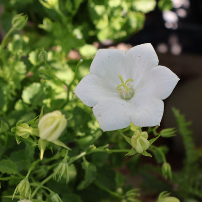 Bellflower, Carpathian 'Rapido White'