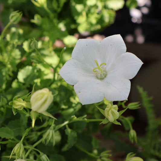 Bellflower, Carpathian 'Rapido White'