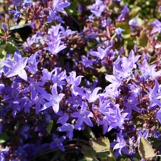 Bellflower, Serbian 'Blue Waterfall'