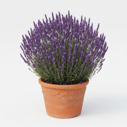 Lavender 'Essence Purple'