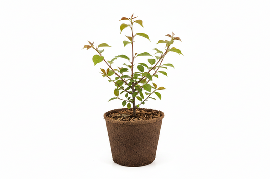 Cherry, Dwarf 'Juliet'