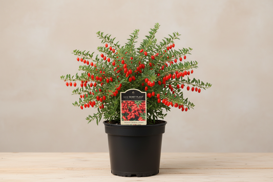 Goji Berry