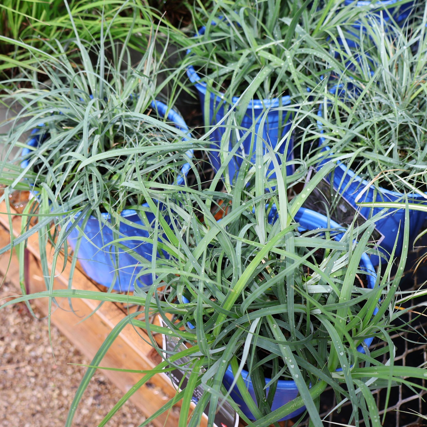 Grasses, Sedge 'Blue Zinger'