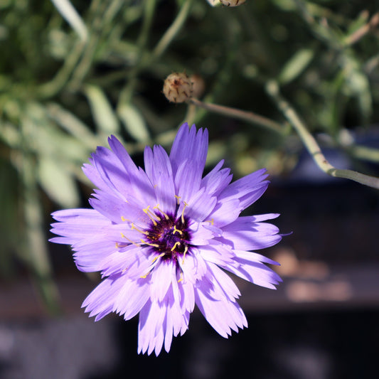 Cupid's Dart 'Amor Blue'