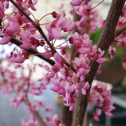 Eastern Redbud Tree Form