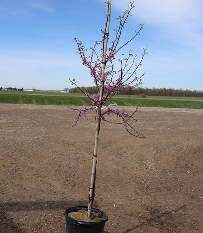 Eastern Redbud Tree Form