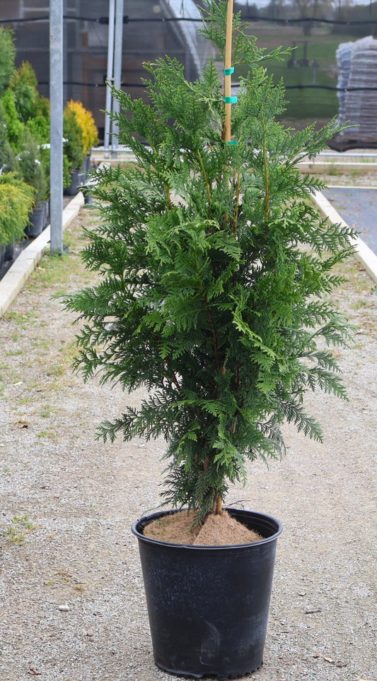 Cypress, Nootka 'Blue'