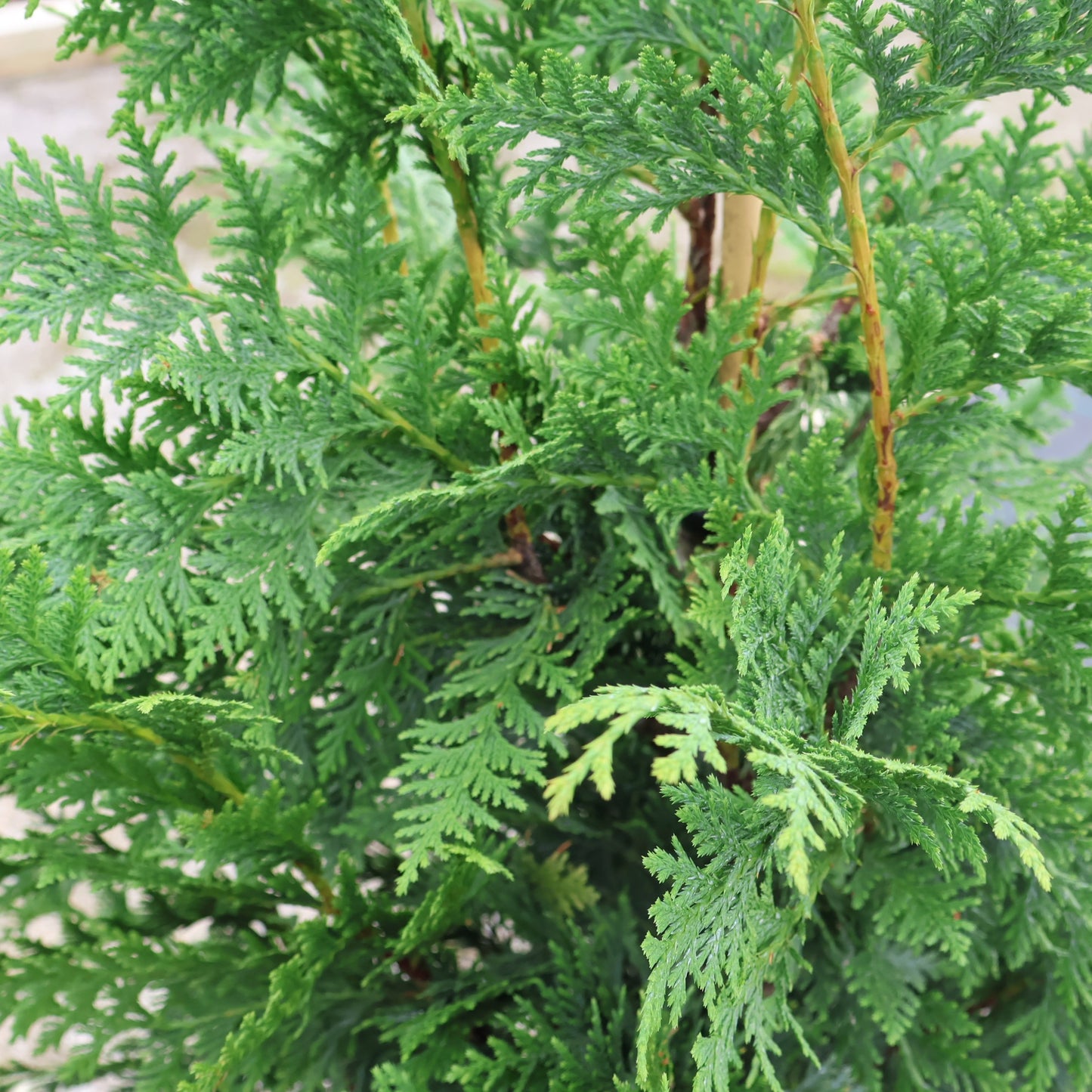 Cypress, Nootka 'Blue'