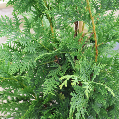 Cypress, Nootka 'Blue'