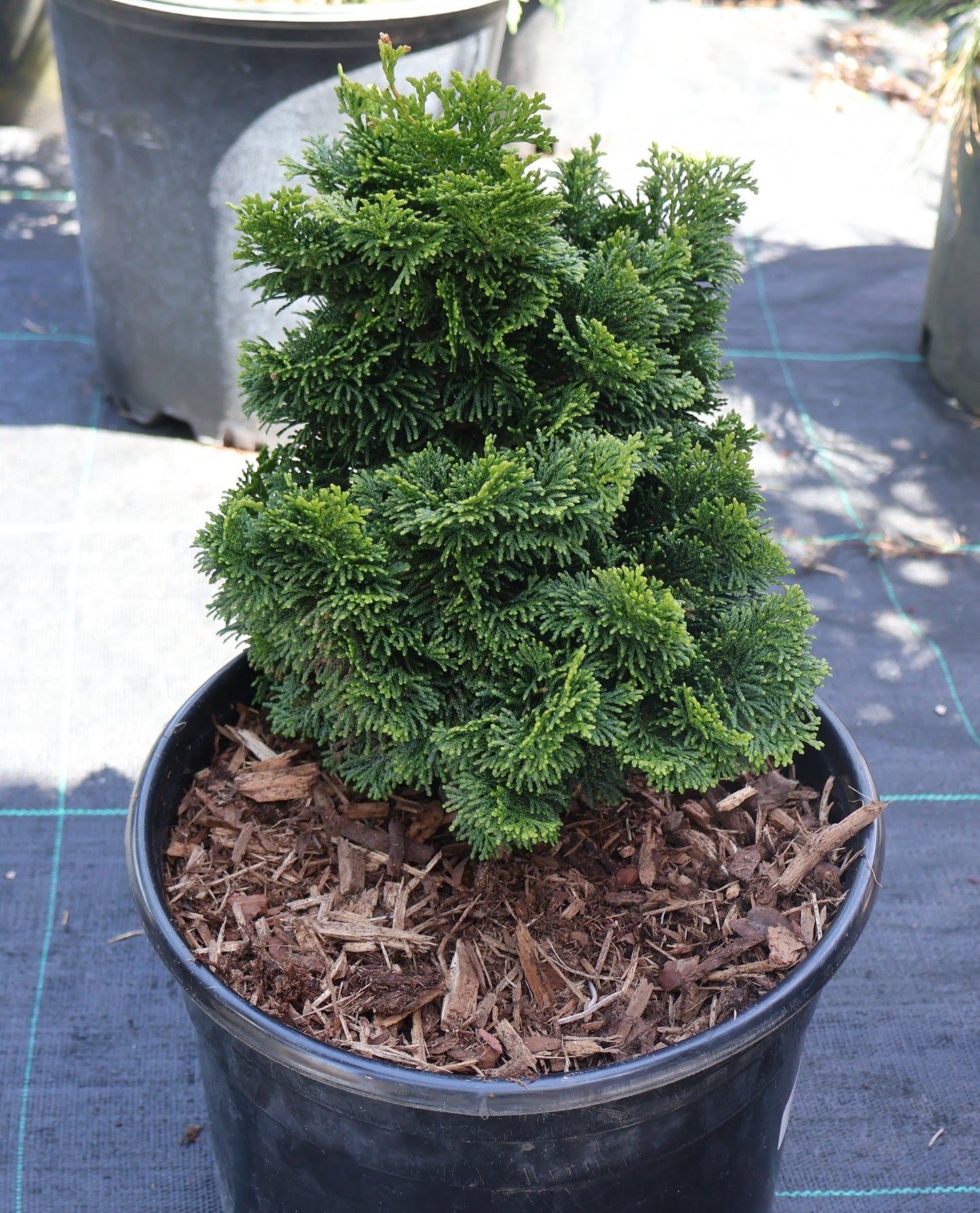 Dwarf Hinoki Falsecypress 'Nana Gracilis'