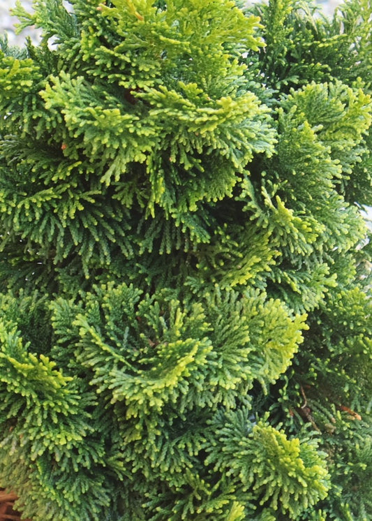 Dwarf Hinoki Falsecypress 'Nana Gracilis'