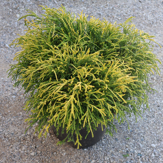 Threadleaf Falsecypress 'Sungold'