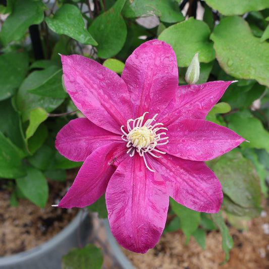Clematis 'Acropolis'