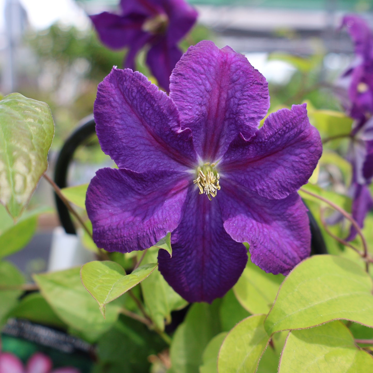 Clematis Combo 'Jackmanii' & 'Pink Champagne'