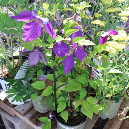 Clematis 'Jackmanii Superba'