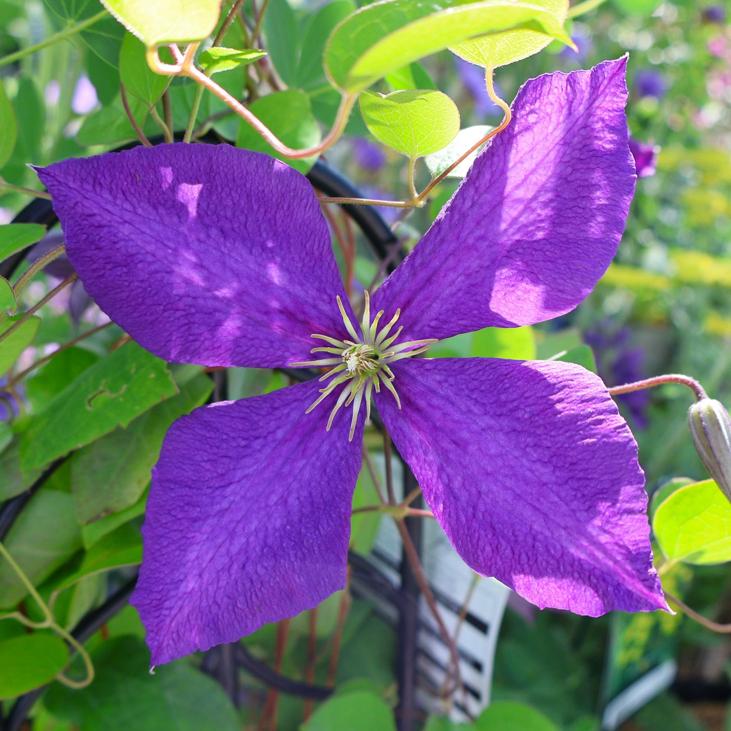 Clematis 'Jackmanii Superba'